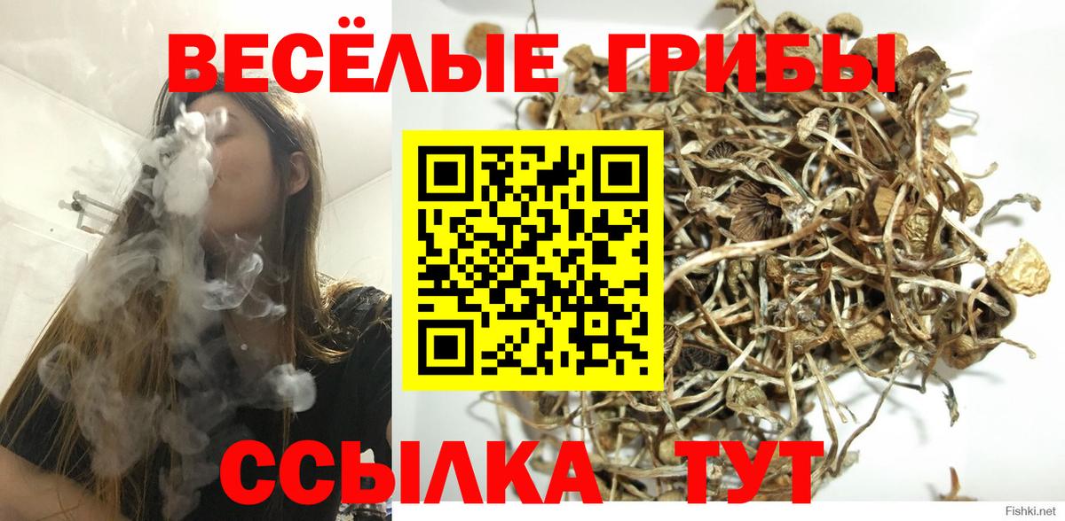 Псилоцибиновые грибы мицелий  Вход с VPN  Псилоцибиновые грибы MAGIC MUSHROOMS  закладка  Железногорск 